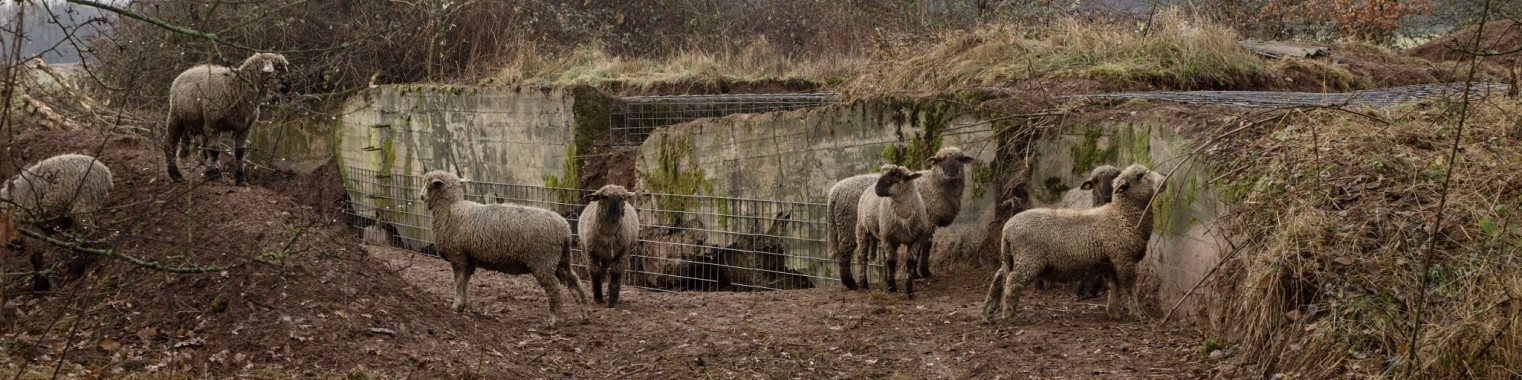 Schafe stehen vor den Trümmern eines Bunkers. Stahlmatten verschließen Öffnungen in den Trümmen.