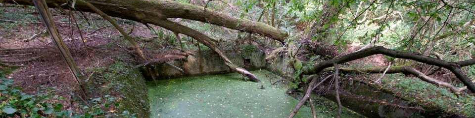 Ein weitgehend gefülltes Wasserbecken mit defekter Umzäunung im Wald.