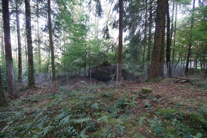 Ein Maschendrahtzaun sichert eine Bunkerruine im Wald.