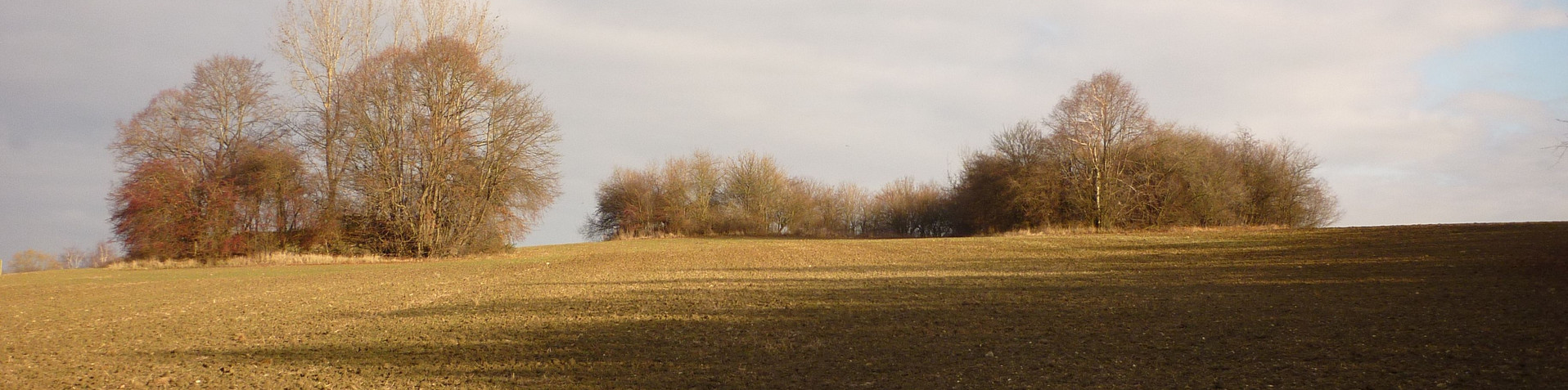 Herbstlicher Acker mit Gehölinseln im Hintergrund. Die Gehölzinseln markieren die Position ehemaliger Bunker.