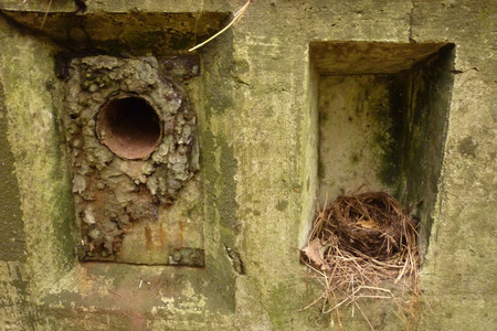Ein Vogelnest befindet sich in einer Beleuchtungsnische eines Bunkers.