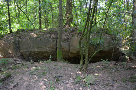 Die mit Bäumen bewachsenen Reste eines Bunkers liegen als große Betonplatte im Wald. Breite Spalten bilde Zugänge in das Innere.