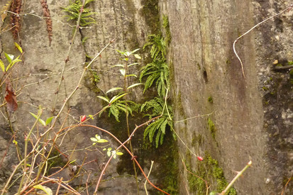 Farne, Moose und Flechten wachsen in den Rissen und Spalten der gesprengten Wand eines Westwallbunkers.