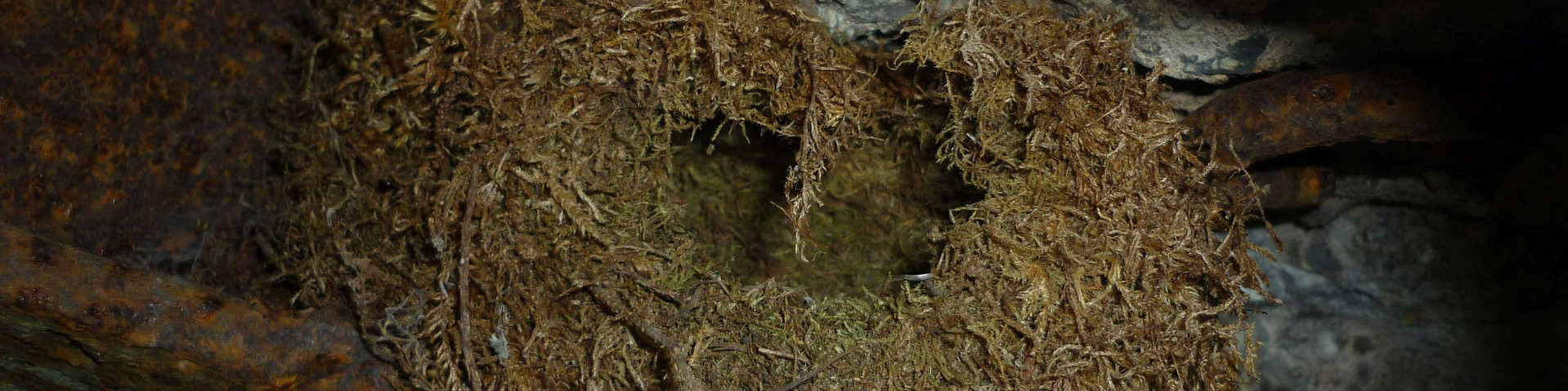 Nest eines Zaunkönigs in einem Bunker.