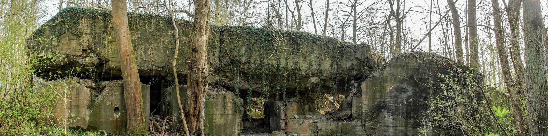 Gut erhaltene Reste eines Bunkers zwischen Bäumen.