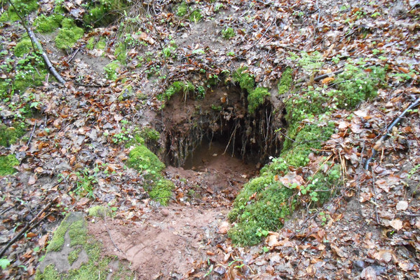 Durch Einspülungen von Erdreich in das Innere eines Bunkers hat sich eine Öffnung im Waldboden gebildet.