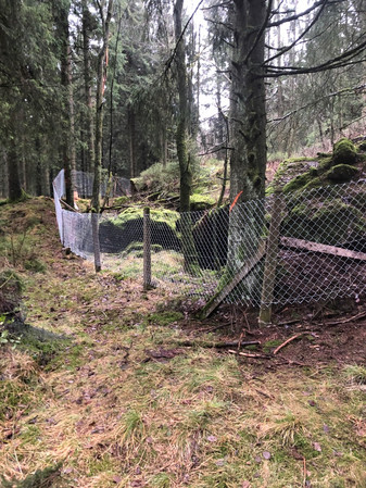 Ein Maschendrahtzaun sichert eine Bunkerruine im Wald. Ein Bodenabstand von 20 cm ermöglicht den Zugang für kleine Tiere.